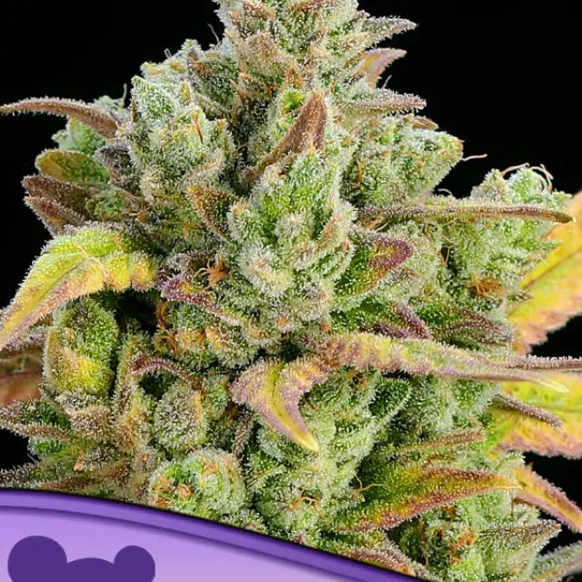 Honey Fried Bananas Feminised Cannabis Seeds - Anesia Seeds.