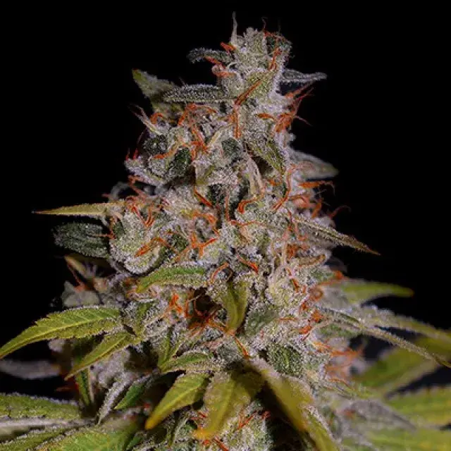 Honey Papaya Feminised Cannabis Seeds | G13 Labs.