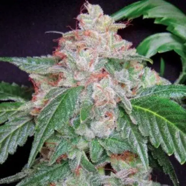 Starkush Regular Cannabis Seeds | Hortilab Seeds
