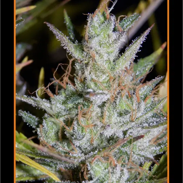 Hubbabubbasmelloscope Auto Feminised Cannabis Seeds