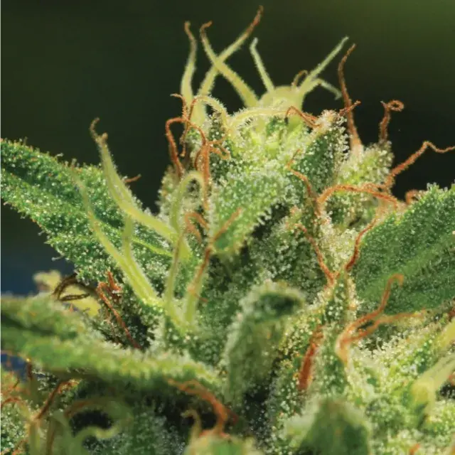 Humboldt Sour Diesel Feminised Cannabis Seeds - Humboldt Seed Company