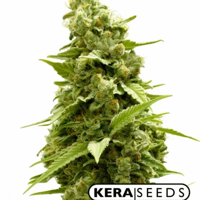 Hurricane Outdoor Feminised Cannabis Seeds | Kera Seeds