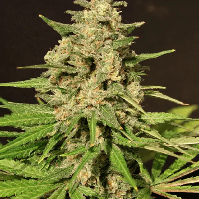 Hybrid X Feminised Cannabis Seeds | Cream Of The Crop