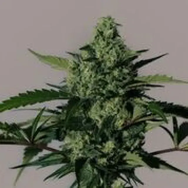 Hiydrow Feminised Cannabis Seeds | MM Genetics