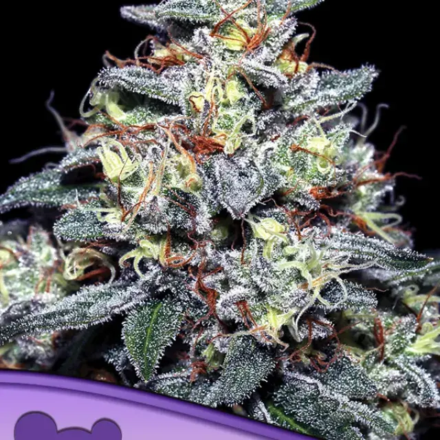 Hyper Glue Feminised Cannabis Seeds - Anesia Seeds