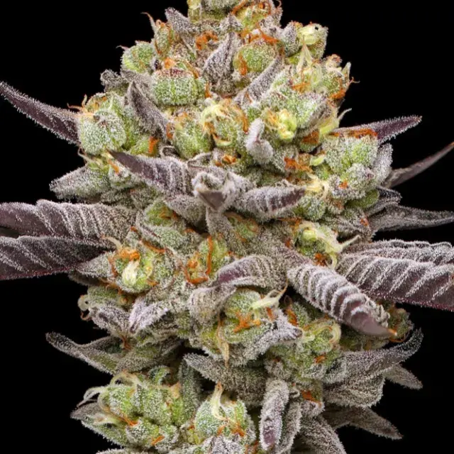 Hyper Za Feminised Cannabis Seeds - Humboldt Seed Company.
