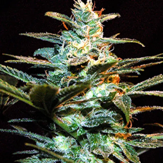 NYC Diesel Feminised Cannabis Seeds | Sweet Seeds