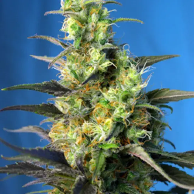 NYC Diesel CBD Feminised Cannabis Seeds | Sweet Seeds