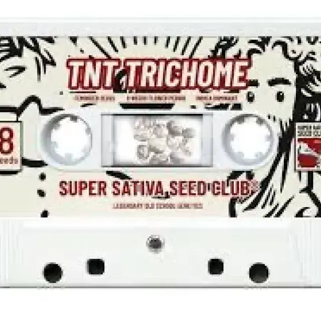 TNT Trichome Feminised Cannabis Seeds - Super Sativa Seed Club
