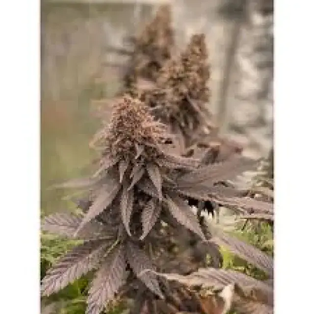 Black Lebanon Feminised Cannabis Seeds - Super Sativa Seed Club