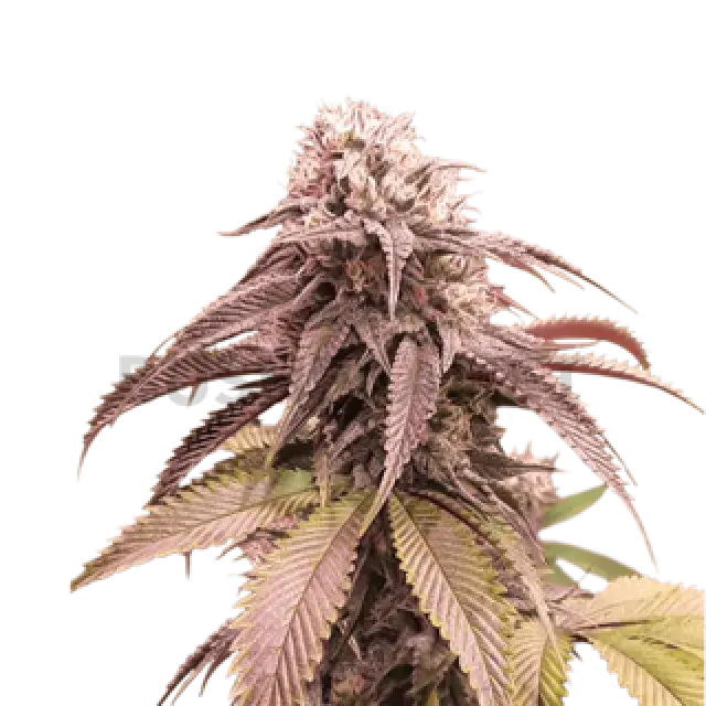 Strawberry Cookies Feminised Cannabis Seeds - Super Sativa Seed Club