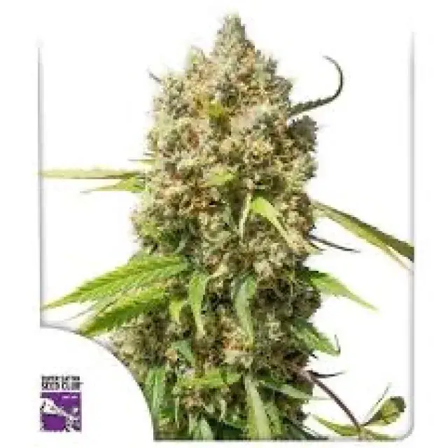 Auto Elephant Feminised Cannabis Seeds - Super Sativa Seed Club