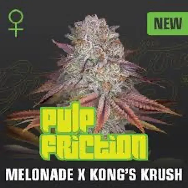 Pulp's Friction Feminised Cannabis Seeds | Greenhouse Seeds