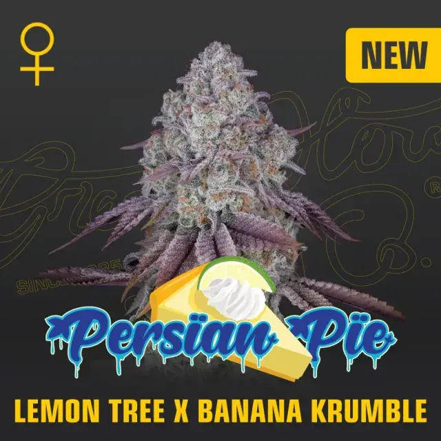 Persian's Pie Feminised Cannabis Seeds | Greenhouse Seeds