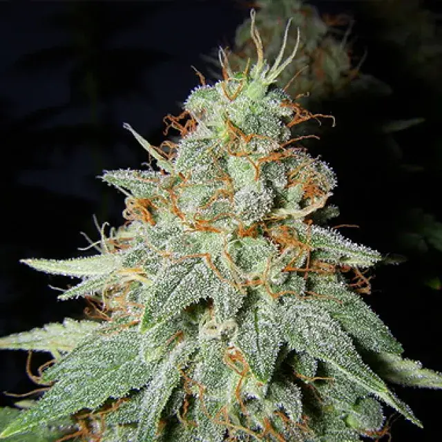 Buddhalato Feminised Cannabis Seeds | Big Buddha Seeds 