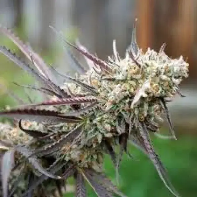 Peanut Butter Breath Fast Feminised Cannabis Seeds | Humboldt Seeds Organisation