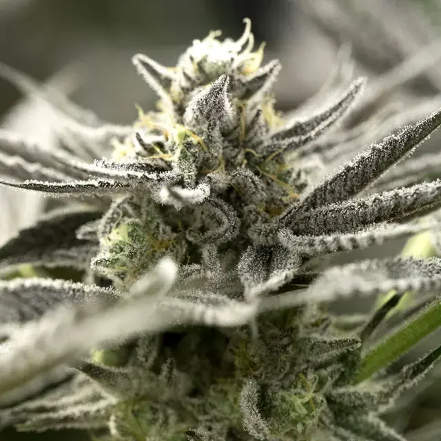 OGKZ Auto Feminised Cannabis Seeds | Humboldt Seeds Organisation