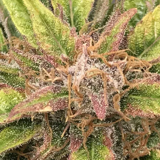 Amnesia Pure CBD Auto Feminised Cannabis Seeds | Humboldt Seeds Organisation