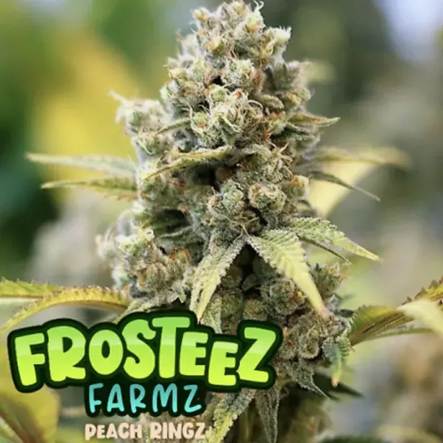 Sprinklez Feminised Cannabis Seeds - Frosteez Farmz.