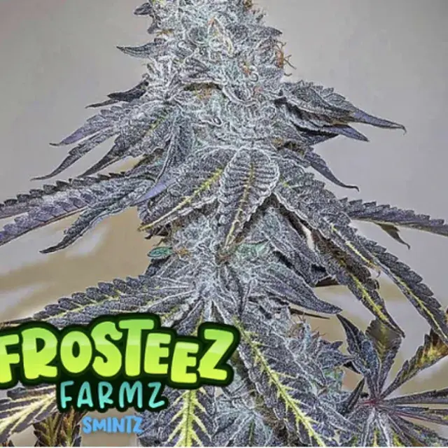 Zmintz Feminised Cannabis Seeds - Frosteez Farmz