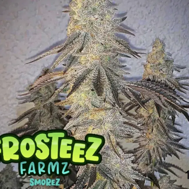 Smorez Feminised Cannabis Seeds - Frosteez Farmz