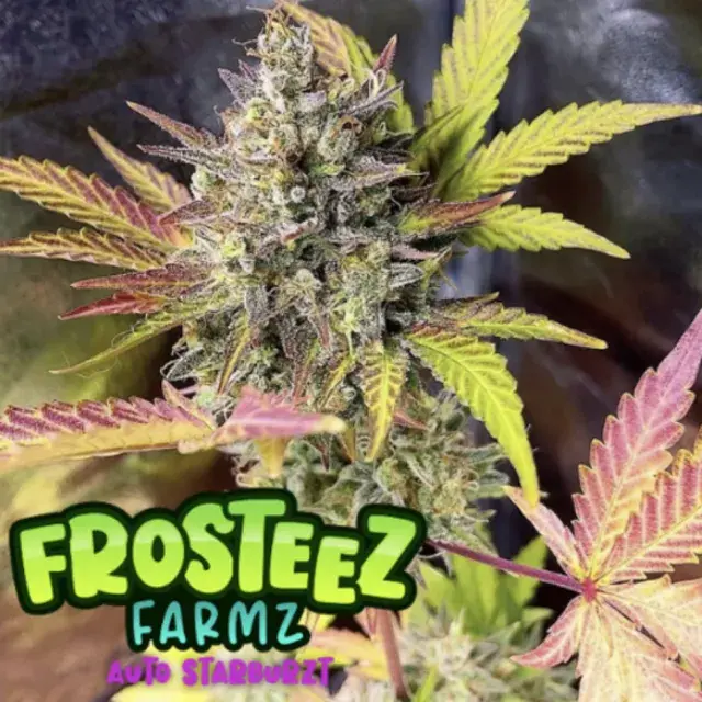 Auto Starburtz Feminised Cannabis Seeds - Frosteez Farmz