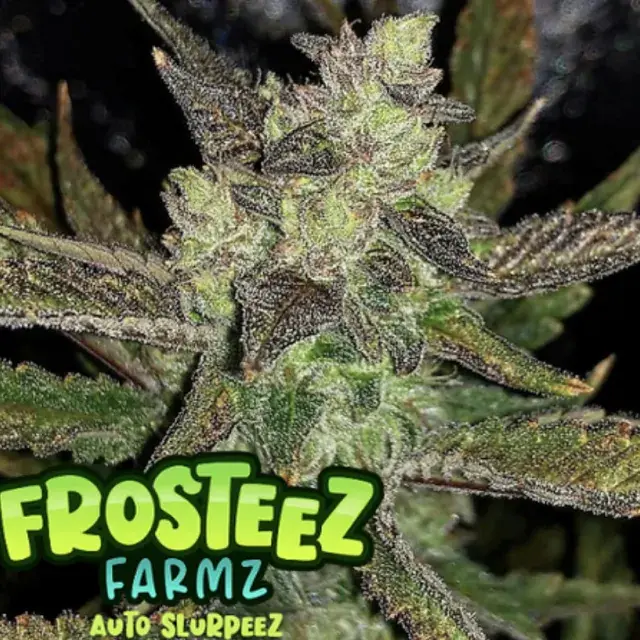 Auto Slurpeez Feminised Cannabis Seeds - Frosteez Farmz