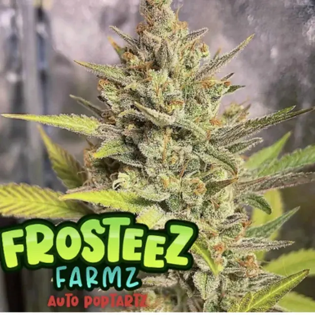 Auto Poptartz Feminised Cannabis Seeds - Frosteez Farmz