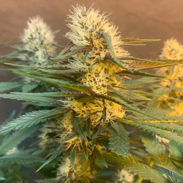 Critical Hash Cake Auto Cannabis Seeds - Tastebudz.