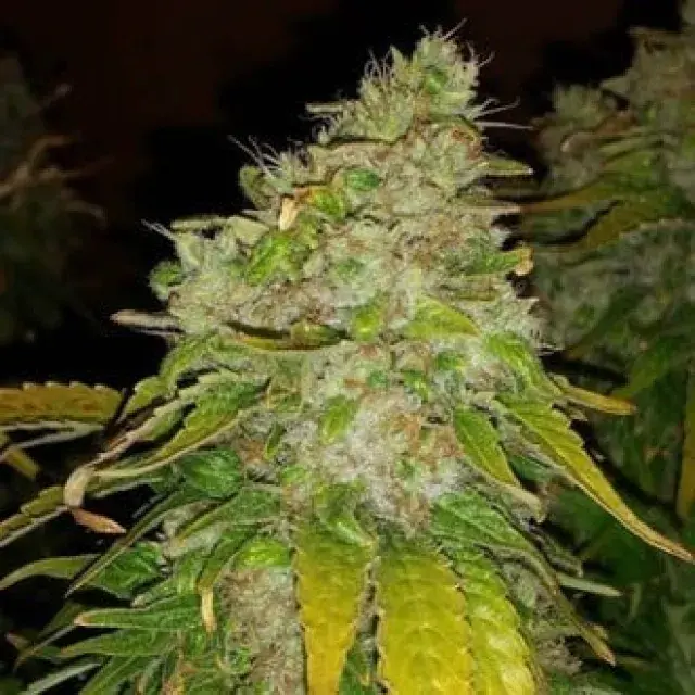 Amnesia Haze Feminised Cannabis Seeds - BSB Genetics