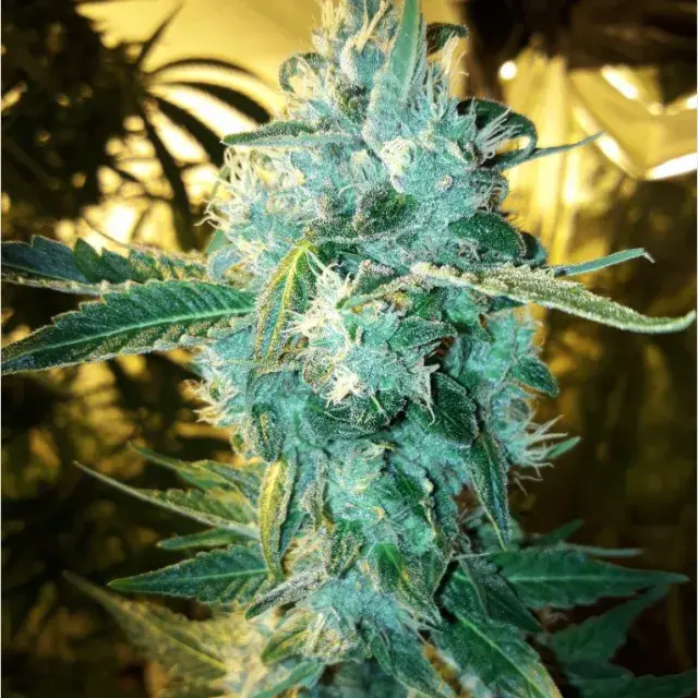 Five Alive Feminised Cannabis Seeds - BSB Genetics