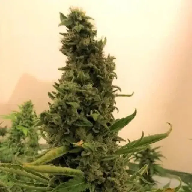 GG#4 Feminised Cannabis Seeds - BSB Genetics.