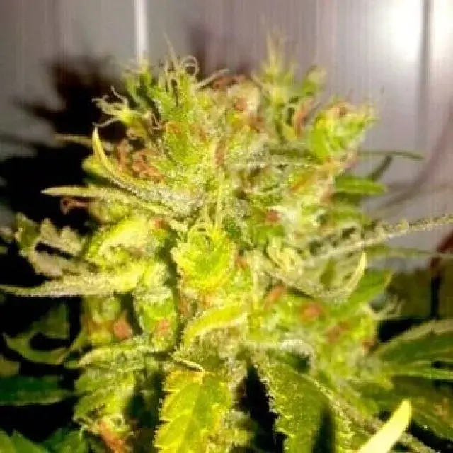 The Bling Feminised Cannabis Seeds - Humboldt Seed Company