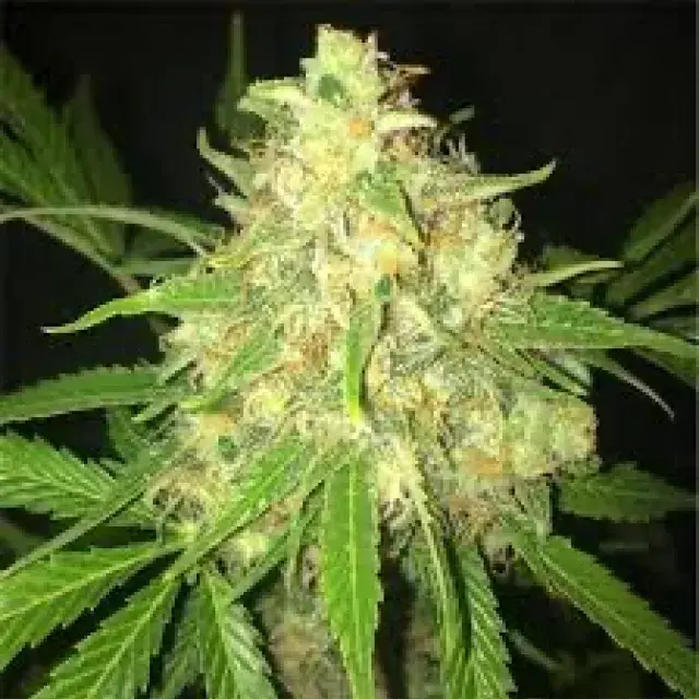 Vanilla Frosting Feminised Cannabis Seeds - Humboldt Seed Company