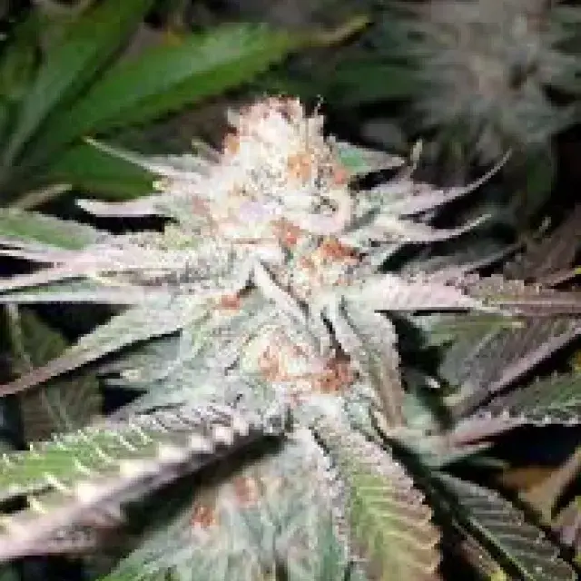 Slightly Stoopid Fruits Feminised Cannabis Seeds - Humboldt Seed Company
