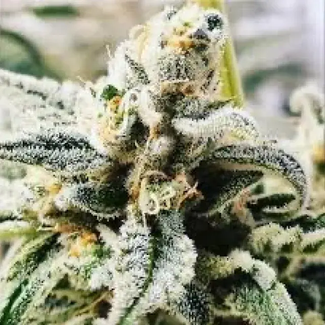 Apricot Papaya Feminised Cannabis Seeds - Humboldt Seed Company