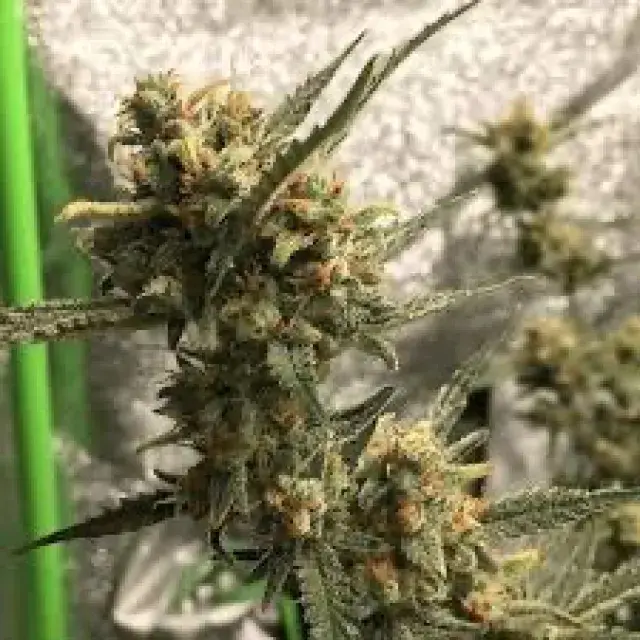 Wedding Cake Feminised Cannabis Seeds - BSB Genetics