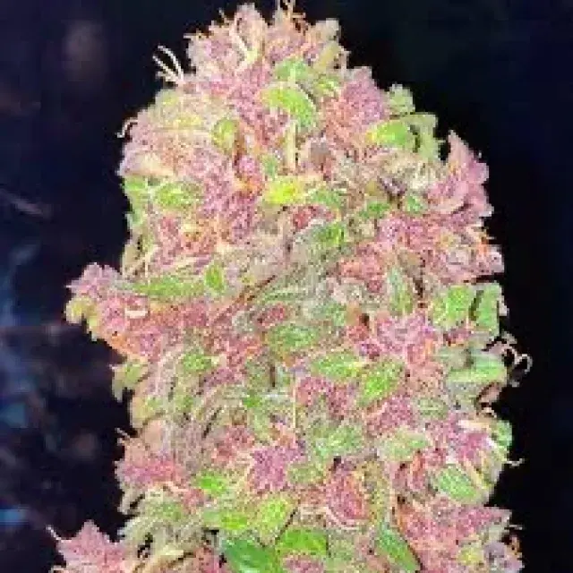 Cali SFV OG Feminised Cannabis Seeds - BSB Genetics
