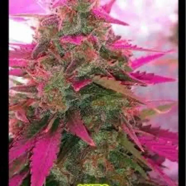 Sour Diesel Feminised Cannabis Seeds - BSB Genetics