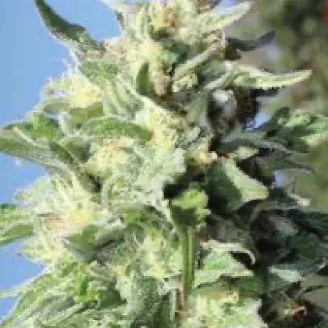 Banana Mango Feminised Cannabis Seeds - Humboldt Seed Company