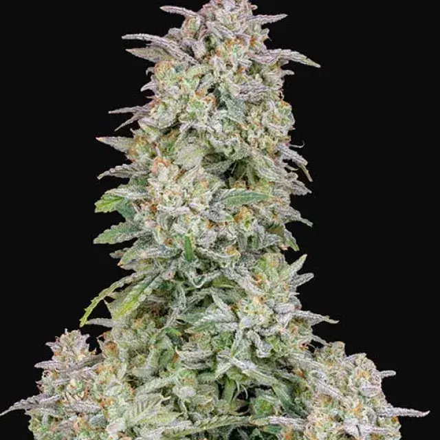 Auto Forbidden Runtz Feminised Cannabis Seeds | Fast Buds	