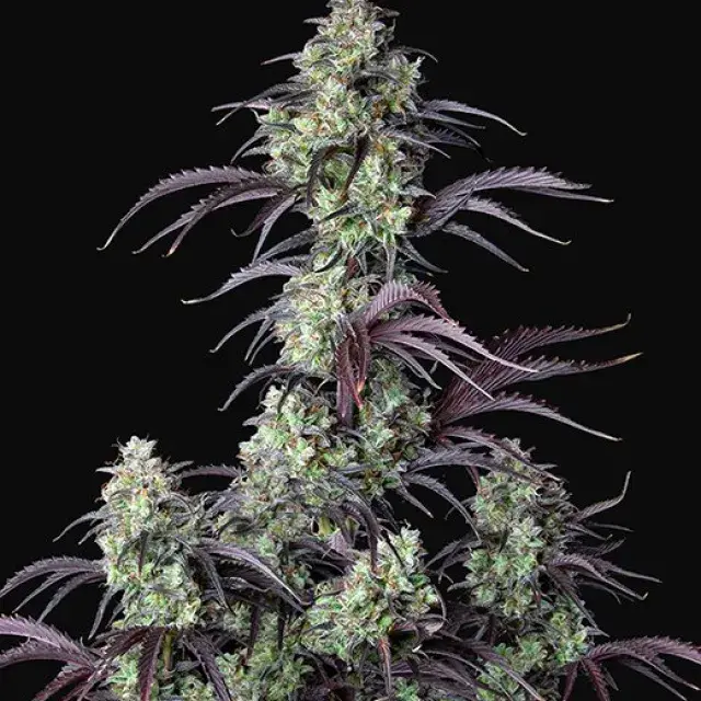 Auto Mimosa Cake Feminised Cannabis Seeds | Fast Buds	