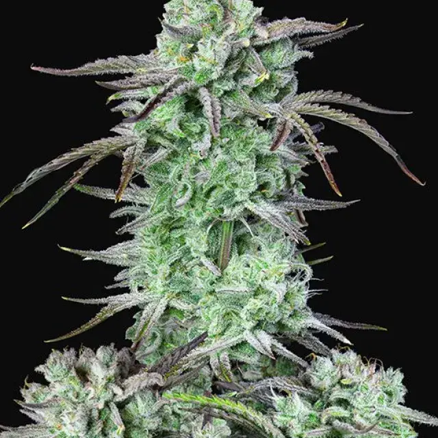 Auto Strawberry Banana