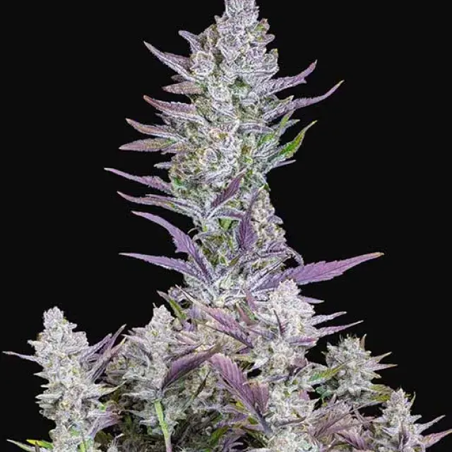 Auto Wedding Glue Feminised Cannabis Seeds | Fast Buds