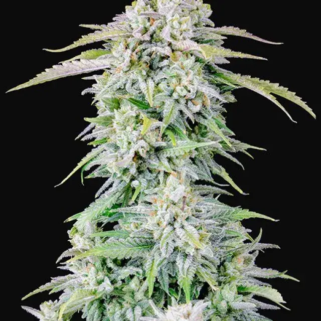 Auto Afghan Kush Feminised cannabis Seeds | Fast Buds Originals.