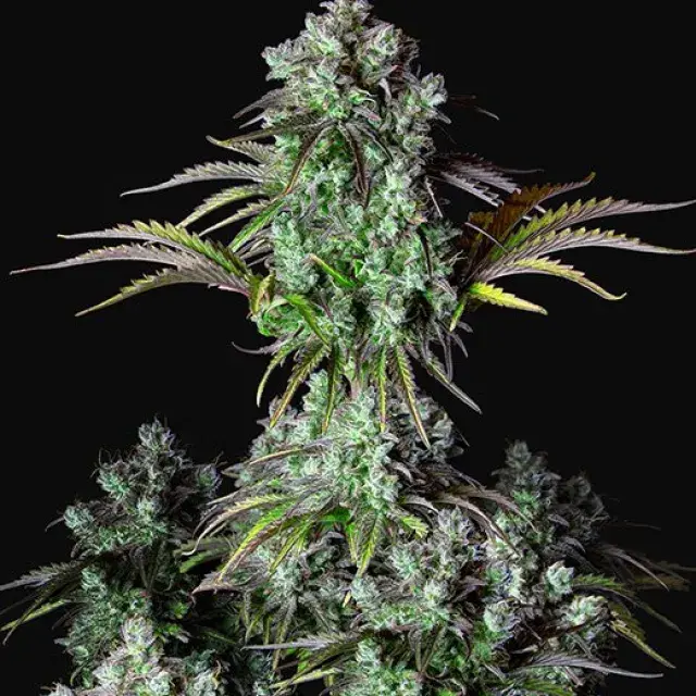 Auto Big Bud Feminised cannabis Seeds | Fast Buds Originals.
