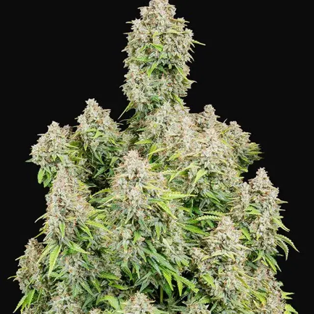 Auto Cinderella Feminised cannabis Seeds | Fast Buds Originals.