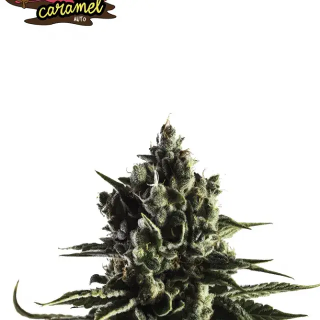 Fat Caramel Auto Feminised Cannabis Seeds - Yieldmonger