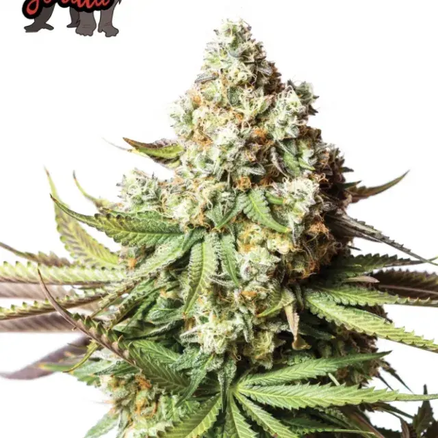 Bear Gorilla Feminised Cannabis Seeds - Yieldmonger