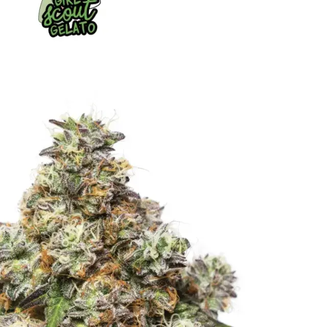 Girl Scout Gelato Feminised Cannabis Seeds - Yieldmonger